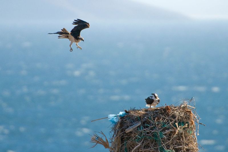 COMING HOME.jpg :: ISLA CORONADO, BAHIA DE LOS ANGELES, BAJA, MEXICO.     A male Osprey descends through strong winds to join it's mate on a massive nest overlooking the Sea of Cortez.
