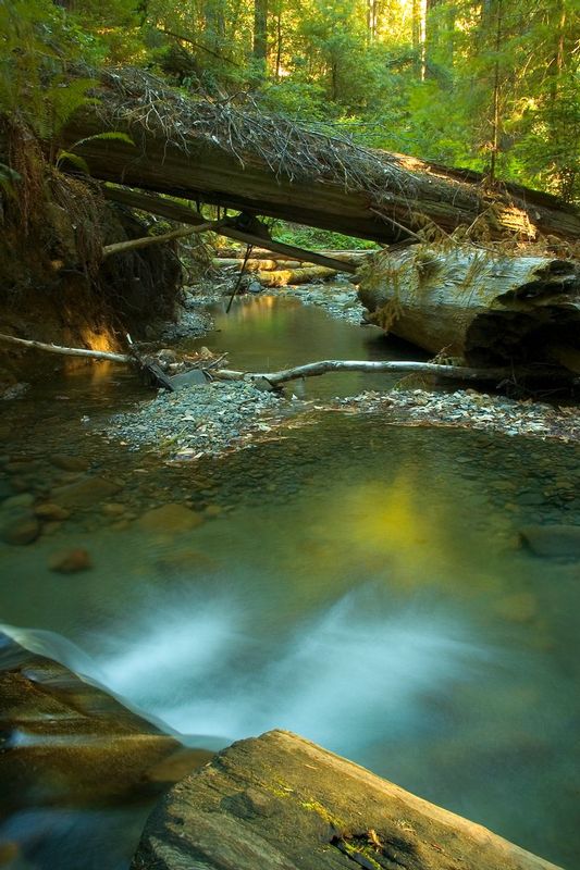 COW CREEK.jpg :: HUMBOLDT REDWOOD NATIONAL PARK, CALIFORNIA
Warm colors filter through the Redwood canopy and bring light to the gentle pools of Cow Creek.