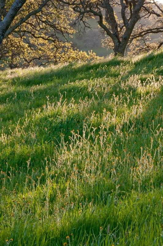 FIDDLNECKS_.jpg :: SUTTER BUTTES, YUBA COUNTY, CALIFORNIA.    
Sunlight frosts the grassy slopes of North Butte.  Dedicated efforts of many are attempting to preserve these slopes and vulnerable lands for future generations.