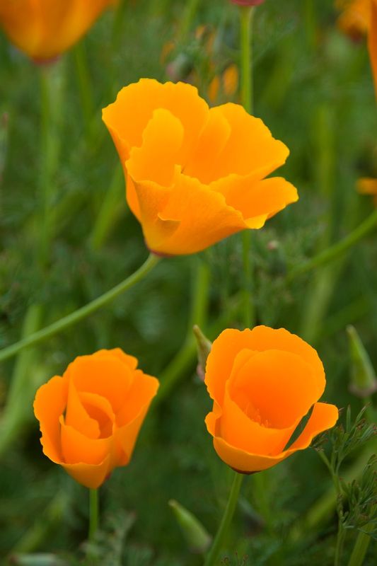 FIRST BLUSH.jpg :: SACRAMENTO COUNTY, CALIFORNIA.     
California Poppies explode with color in early spring. It is no wonder this delicate flower was chosen as the California State Flower. 