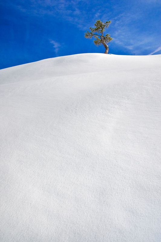 LONE TREE.jpg :: MATRIMONY RIDGE - TAHOE NATIONAL FOREST, CALIFORNIA.     
A lone Spruce Pine Tree defiantly pushes through another winter snowpack on a windy ridge overlooking the North Fork of the American River Canyon.