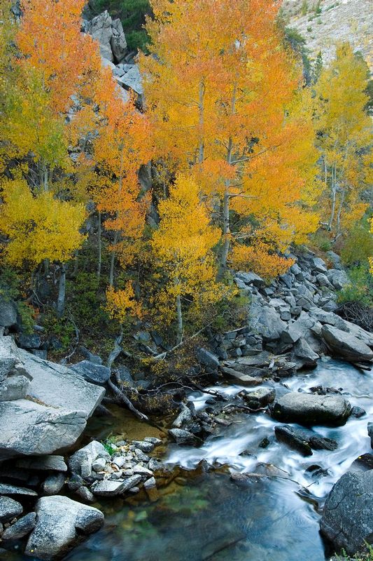 OCTOBER IN EAST SIERRA.jpg :: SOUTH FORK BISOP CREEK - BISHOP, CALIFORNIA.
Each year, as summer wanes and mid-day sun retreats lower upon the horizon, Eastern Sierra Aspen groves explode with fall color as tumbling creeks help provide vital life to Mono Lake.