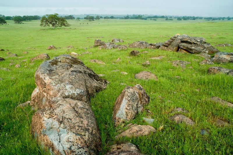 OPEN SPACE.jpg :: SACRAMENTO COUNTY, CALIFORNIA.      
The open spaces unique to this part of California face tremendous development pressure.  Numerous conservation oriented organizations and people such as the Sacramento Valley Conservancy work tirelessly to protect this area for future generations.