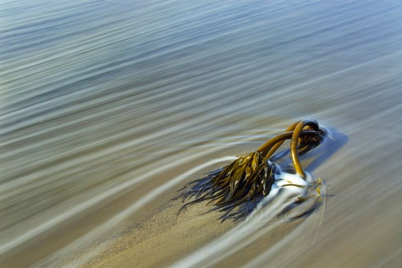 RISING TIDE.jpg :: POINT ARENA - MENDOCINO, CALIFORNIA.     
Approaching high tide streams past a small patch of Sea Palm kelp that has become stranded on the beach.