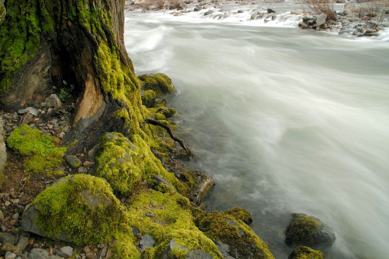 SENTINEL STAND.jpg :: MERCED RIVER - YOSEMITE NATIONAL PARK, CALIFORNIA.
The Merced River streams timelessly downstream as an ancient majestic cedar stands watch as a silent.