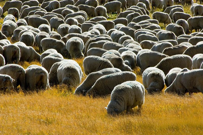 SHEEPHERD.jpg :: Bodie, California.     
Each fall, sheep herders bring their herds to the open grasslands of the high desert near Bodie. 
