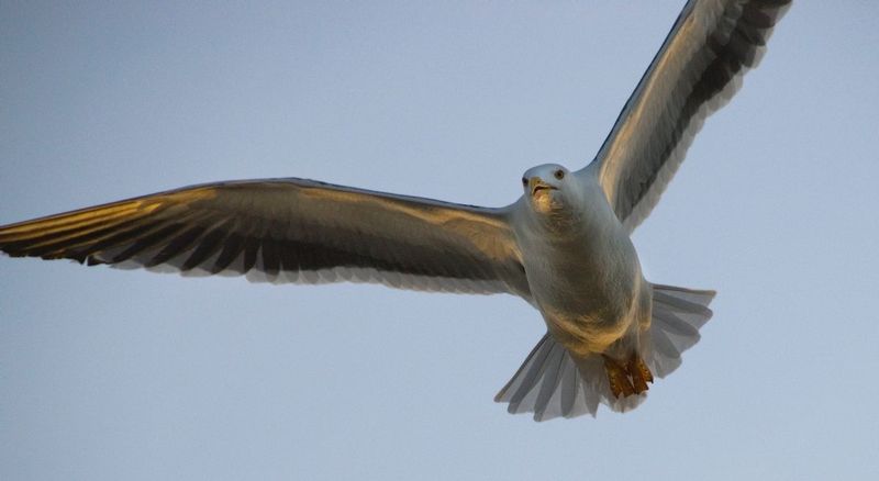 SILENT ALARM.jpg :: ISLA CORTEZ - BAHIA DE LOS ANGELES, BAJA, MEXICO.     
A gull alerts to the presence of intruders near her nest as the sun descends to the horizon over the Sea of Cortez. 


