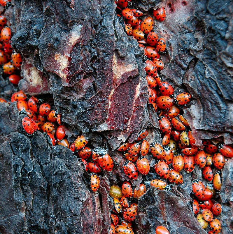 SPRING THAW.jpg :: NORTH FORK AMERICAN RIVER, CALIFORNIA.      
Each year, thousands of ladybug beetles winter in the bark of this same tree. Each spring, as the days begin to warm, they slowly return to life. 


