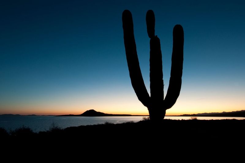 SUNRISE QUEMADO.jpg :: Bahia de Los Angeles, Baja.     
The giant Cordon cactus of the Baja Peninsula silently awaits the coming of the morning sun over the cobalt blue Ensenda de Quemado in the Sea of Cortez. 
The Cordon is the worlds largest cactus and can exceed 60 feet in height. 