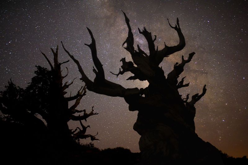 THE BEGINNING OF TIME.jpg :: WHITE MOUNTAINS, CALIFORNIA.     
For over four millennia these individual trees have ushered in the nightly spectacle of the coming of night and the slow spin of the magnificent milky way galaxy . 
The oldest bristlecone pine trees are well over four thousand years old and exist only in several small groves in the thin air of the White Mountains of California. 
