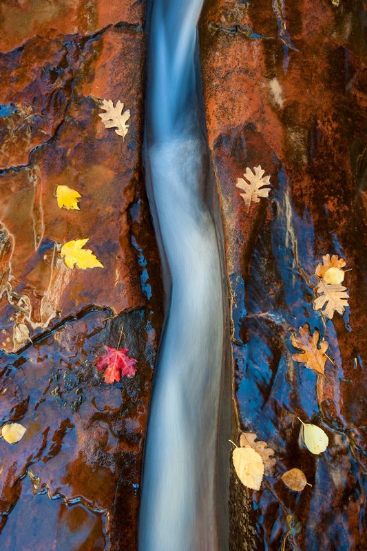 WATER AND STONE.jpg :: ZION NATIONAL PARK, UTAH.
Water from a creek deep within Zion National Park has cascaded for millennia over and through the red slickrock in this area.  Here, the swift and unrelenting flow of water has cut deep grooves through the crimson stone as autumn leaves fall and are swept away.
