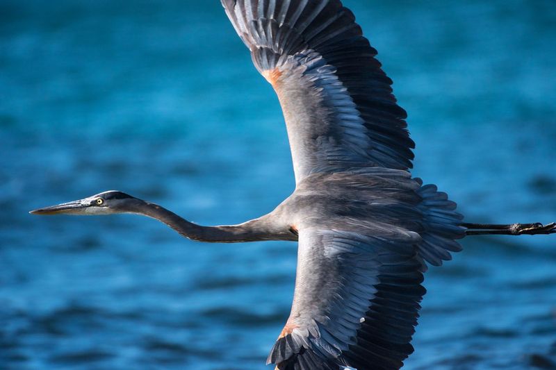 HERON IN FLIGHT.jpg :: BAHIA DE LOS ANGELES, BAJA, MEXICO.     A Blue Heron skirts the waves in search of food along the shores of the Sea of Cortez.