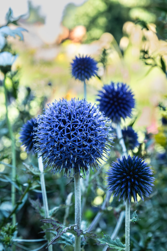 Blue Globe Thistle.jpg :: IMG_2916largeformat.CR2