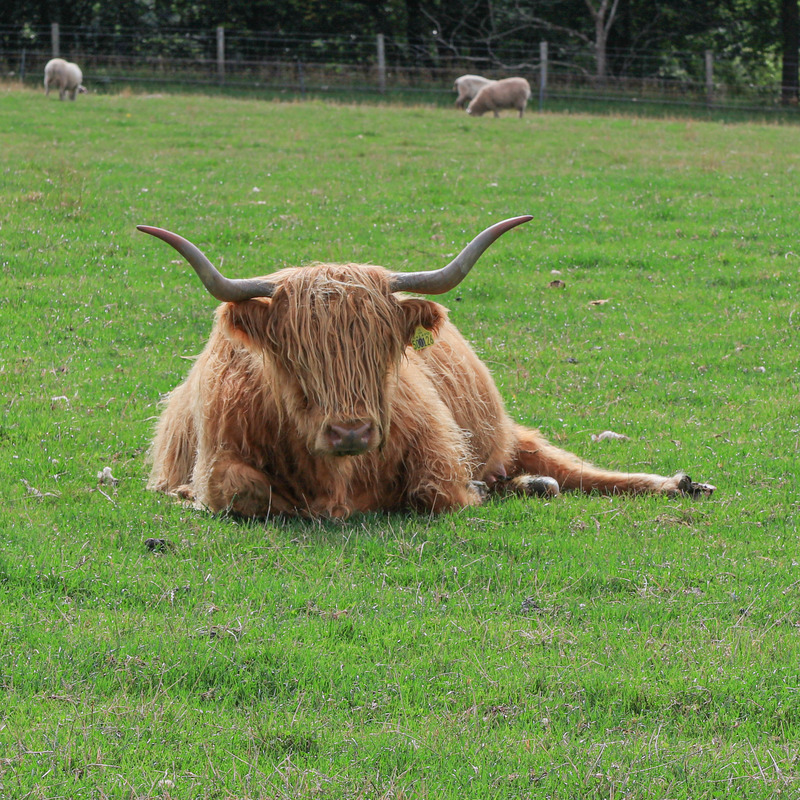 Coo.jpg :: 169A3144.JPG