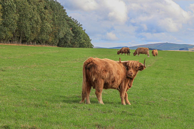 Hairy Coo.jpg :: 169A3138.JPG