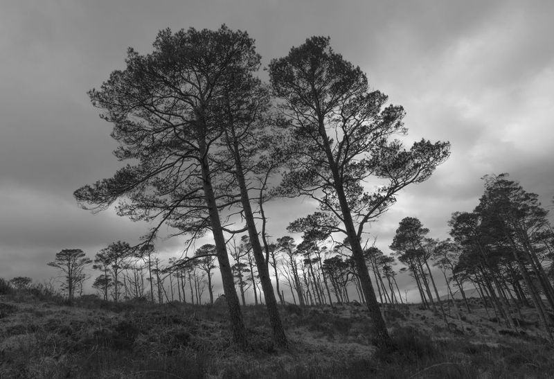 The Whisperers.jpg :: Adrian Jenkins, Scottish Landscape Photogaphy, Scotland Photos, Scottish Photos, Photos of Scotland
