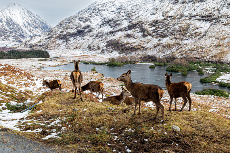 Red Deer at Glen Etive.jpg :: IMG_0654.CR2