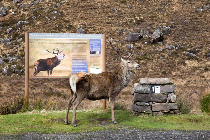 Torridon Stag.jpg