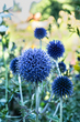 Blue Globe Thistle 10 x13 mat.jpg