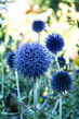 Blue Globe Thistle 8 x 10 mat.jpg