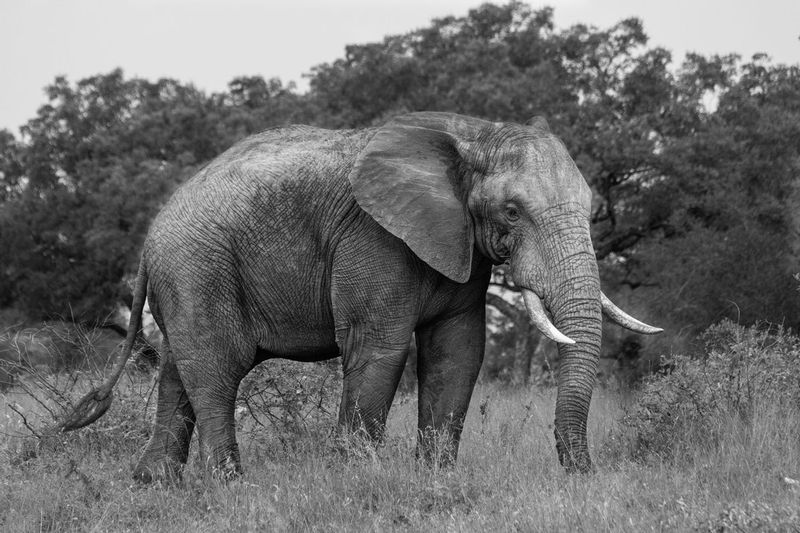 3000px_elefante_IMG_7382.jpg :: African Bush Elephant (Loxodonta Africana), Kruger National Park, South Africa.