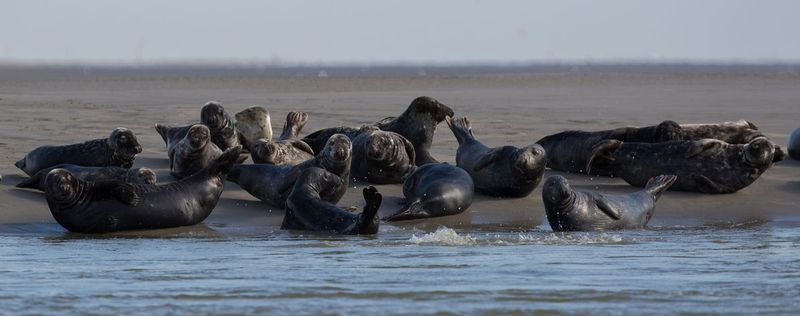 3000px_focas_AD4A3437.jpg :: Grey seal (Halichoerus grypus), France.