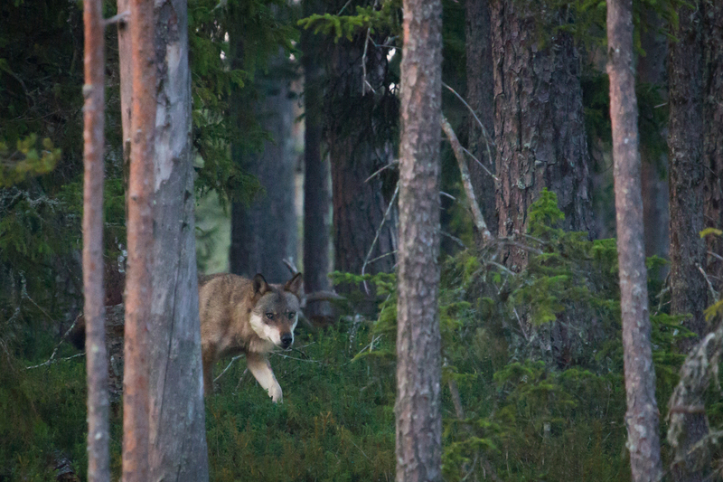 3000px_lobo_IMG_6096.jpg :: Wolf (Canis lupus), Finland.