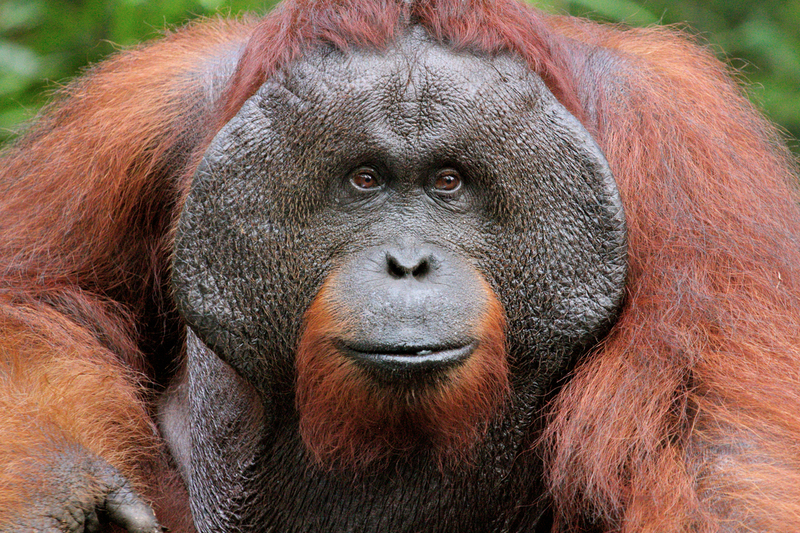 3000px_orangutanalfa_IMG_2718.jpg :: Bornean orangutan (Pongo pygmaeus), Tanjung Puting National Park, Borneo Island, Indonesia.