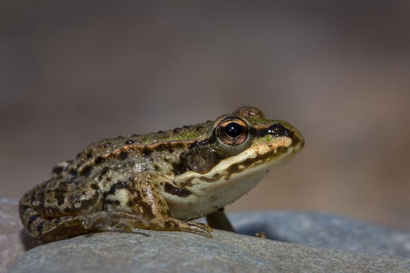 3000px_rana_IMG_9155.jpg :: Frog, Donau Auen National Park, Austria.