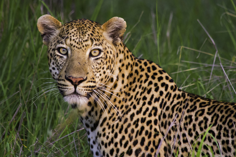 AFRICA_leopardo_IMG_7441(1).jpg :: Leopard (Panthera pardus), South Africa.