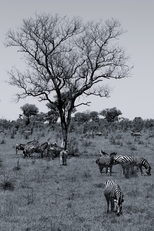 AFRICA_zebra_zebras_IMG_6282.jpg :: Burchell's Zebra (Equus burchelli), Kruger National Park, South Africa.
