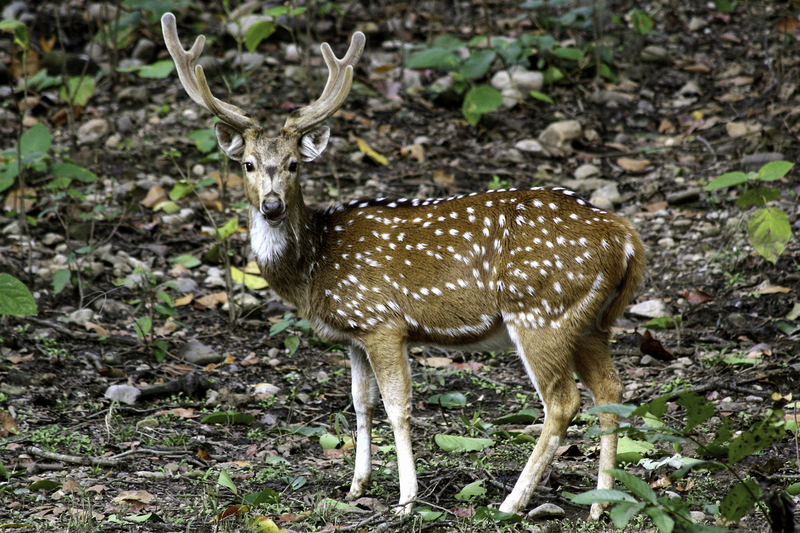 ASIA_chittal_chital_IMG_1194.jpg :: Chital (Axis axis), Rajaji National Park, India.