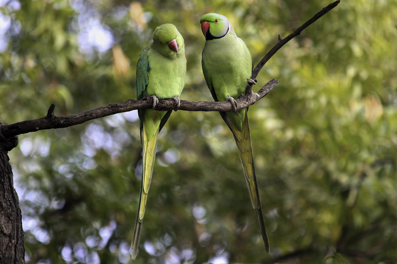 ASIA_cotorras_website_cotorra_IMG_7882.jpg :: Rose-ringed Parakeet (Psittacula krameri), Delhi, India.