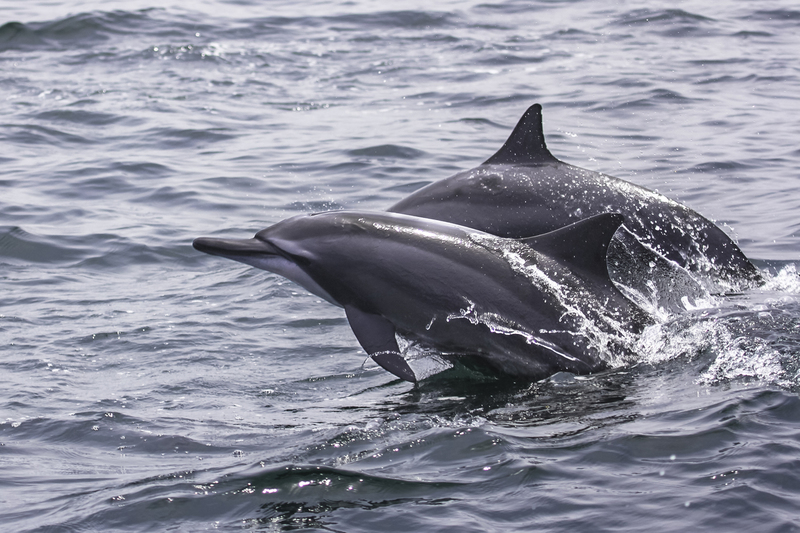 ASIA_delfines_IMG_2253.jpg :: Spinner dolphin (Stenella longirostris), Oman.