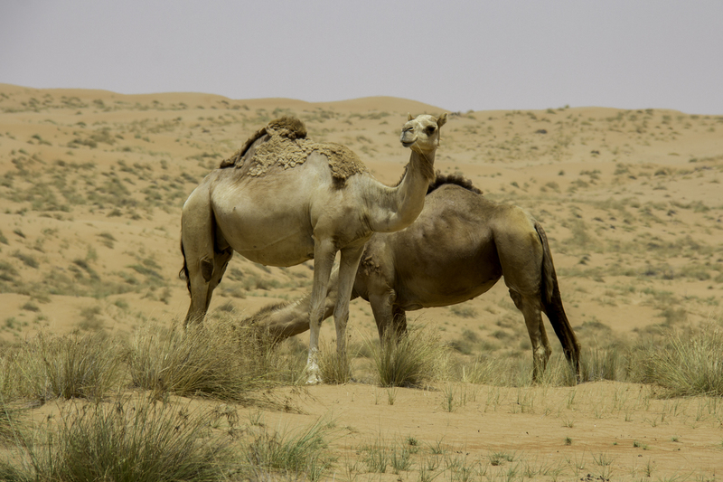 ASIA_dromedario_website_IMG_0443.jpg :: Dromedary (Camelus dromedarius), Oman.