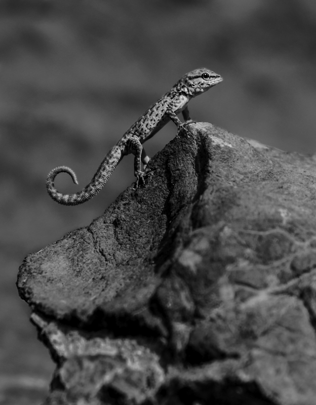 ASIA_gecko_website_IMG_0836.jpg :: Rock semaphore gecko (Pristurus celerrimus). Jebel Shams Mountains, Oman.