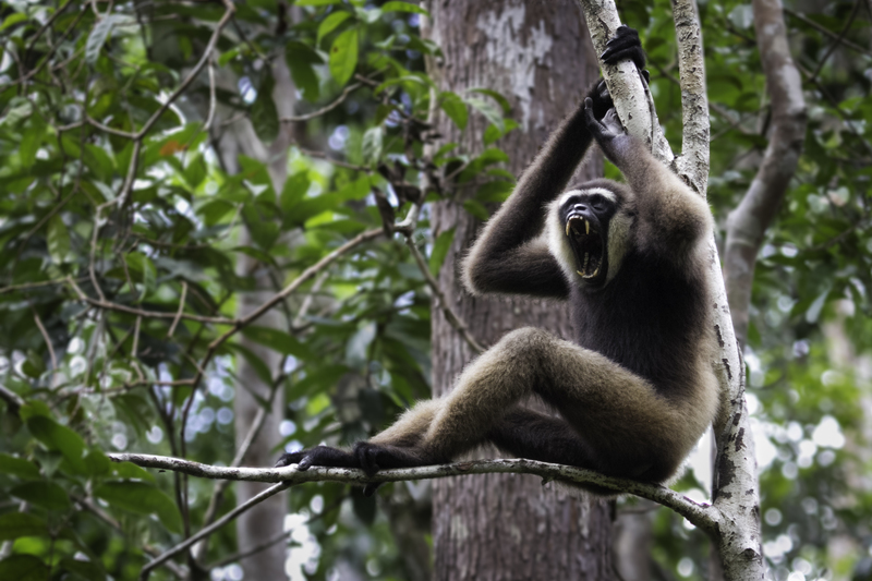 ASIA_gibon_IMG_2345.jpg :: Bornean white-bearded gibbon (Hylobates albibarbis), Tanjung Puting National Park, Borneo Island, Indonesia.