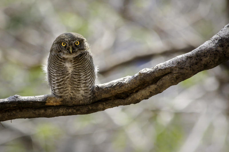 ASIA_lechuza_website_IMG_1308.jpg :: Asian Barred Owlet (Glaucidium cuculoides), India.