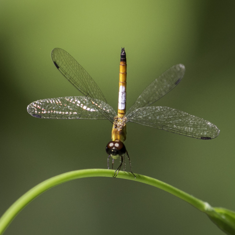ASIA_libelula_website_IMG_2801.jpg :: Tanjung Puting National Park, Borneo Island, Indonesia.
