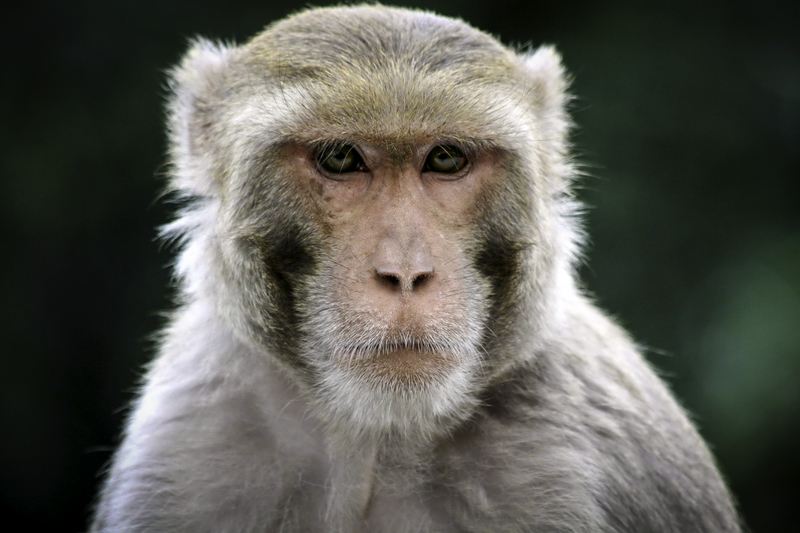 ASIA_macaco_website_IMG_0713_2.jpg :: Rhesus macaque (Macaca mulatta), border of the Rajaji National Park, in Uttarakhand, India
