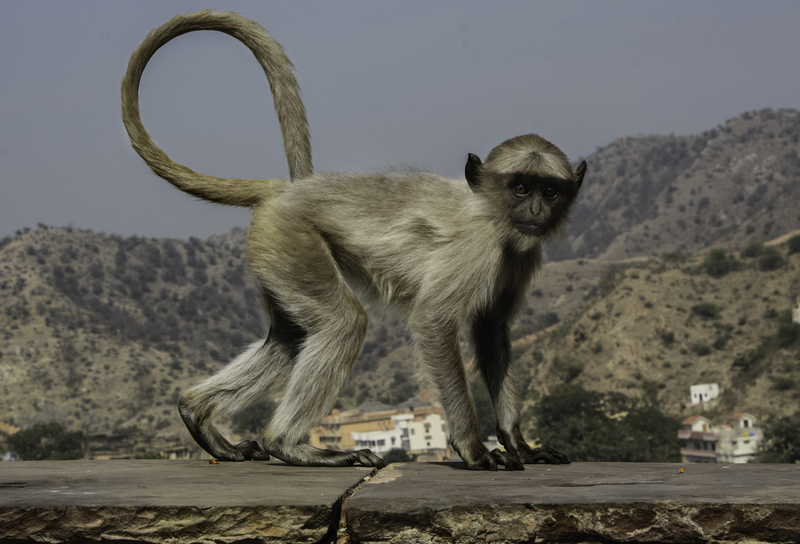 ASIA_mono_WEBSITE_IMG_8869.jpg :: Northern plains gray langur (Semnopithecus entellus), India.