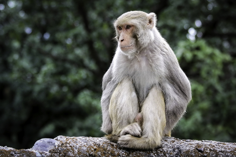 ASIA_mono_website_IMG_0717_2.jpg :: Rhesus macaque (Macaca mulatta), border of the Rajaji National Park, in Uttarakhand, India