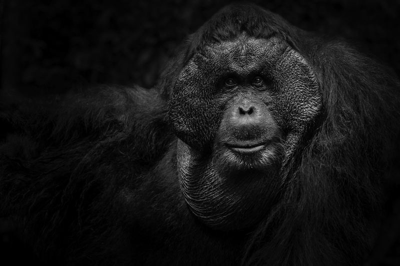 ASIA_orangutan_IMG_2781.jpg :: Bornean orangutan (Pongo pygmaeus), Tanjung Puting National Park, Borneo Island, Indonesia.