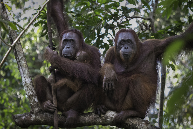 ASIA_orangutan_IMG_2885.jpg :: Bornean orangutan (Pongo pygmaeus), Tanjung Puting National Park, Borneo Island, Indonesia.