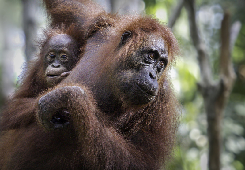 ASIA_orangutan_ora_int_IMG_1708.jpg :: Bornean orangutan (Pongo pygmaeus), Tanjung Puting National Park, Borneo Island, Indonesia.