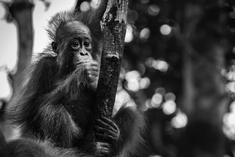 ASIA_orangutan_website_IMG_1725.jpg :: Bornean orangutan (Pongo pygmaeus), Tanjung Puting National Park, Borneo Island, Indonesia.