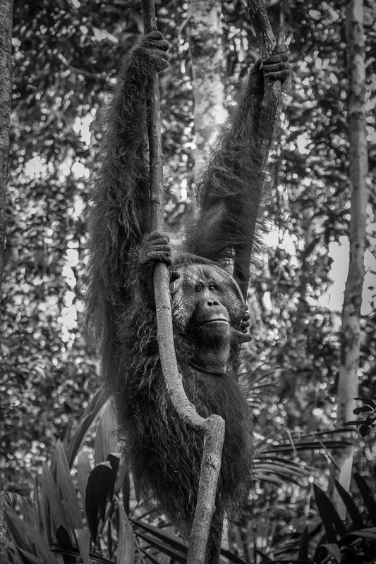 ASIA_orangutan_website_IMG_1844.jpg :: Bornean orangutan (Pongo pygmaeus), Tanjung Puting National Park, Borneo Island, Indonesia.