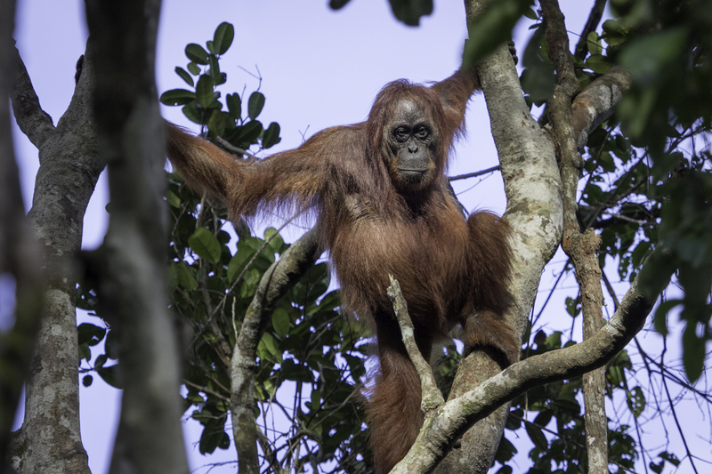 ASIA_orangutan_website_IMG_1905.jpg :: Bornean orangutan (Pongo pygmaeus), Tanjung Puting National Park, Borneo Island, Indonesia.