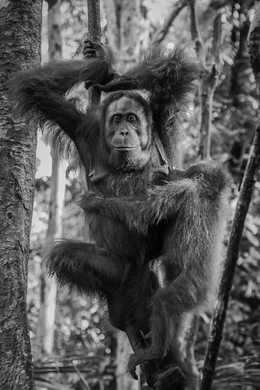 ASIA_orangutan_website_IMG_2933.jpg :: Bornean orangutan (Pongo pygmaeus), Tanjung Puting National Park, Borneo Island, Indonesia.