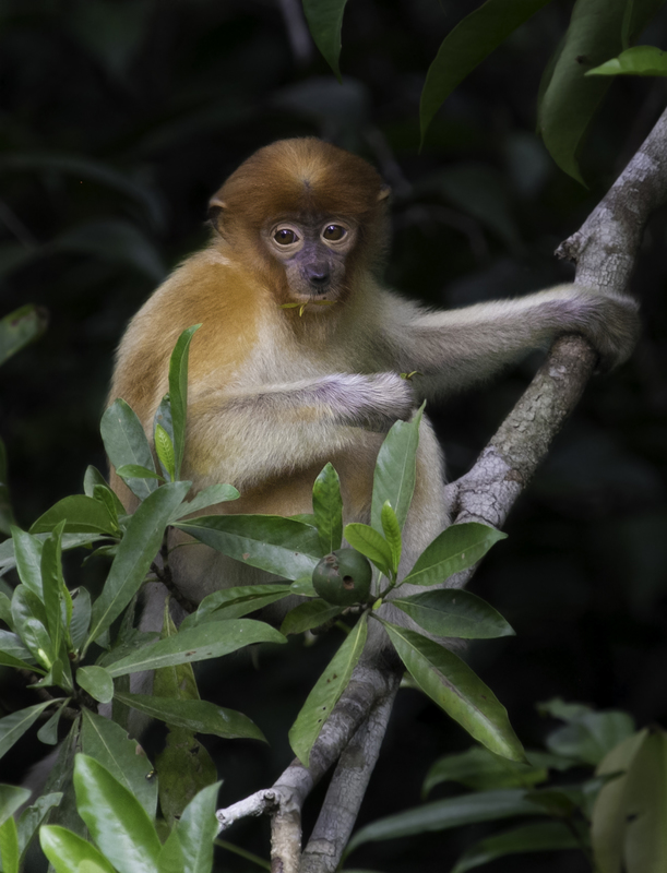 ASIA_prosbocis_IMG_2404.jpg :: Proboscis monkey (Nasalis larvatus), Tanjung Puting National Park, Borneo Island, Indonesia.